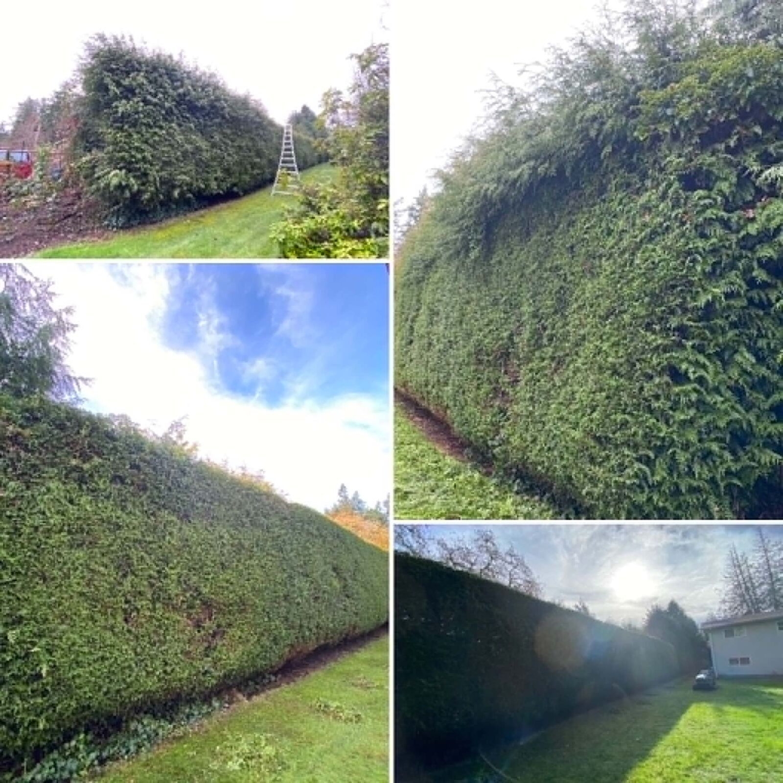 Freshly trimmed cedar hedge along a garden path