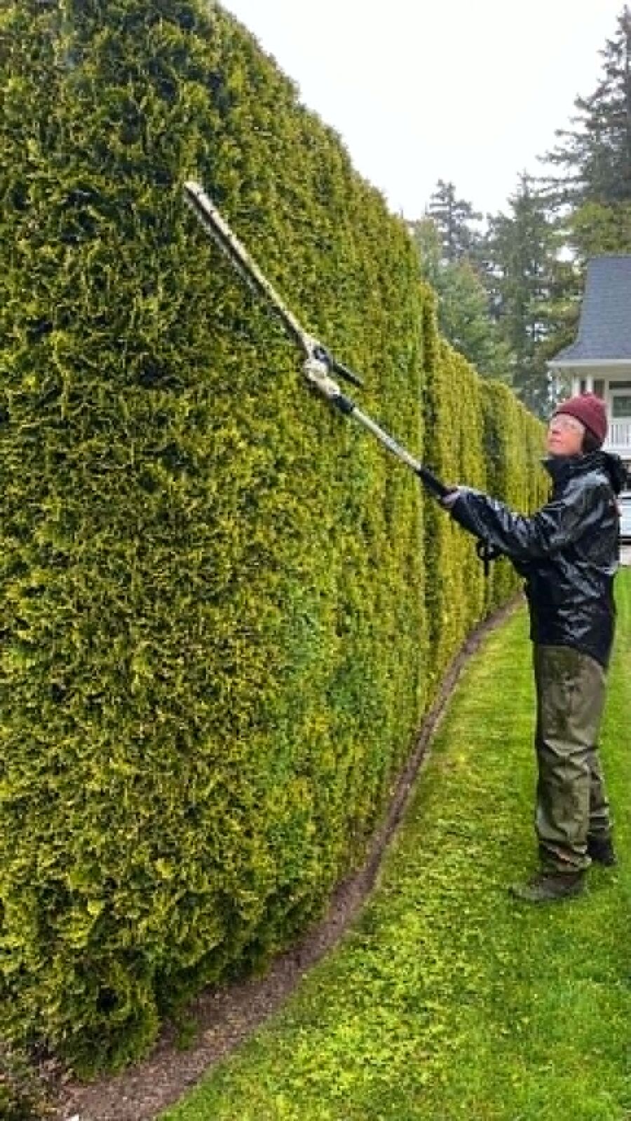 Before and after collage of an overgrown hedge restored to a clean, healthy shape
