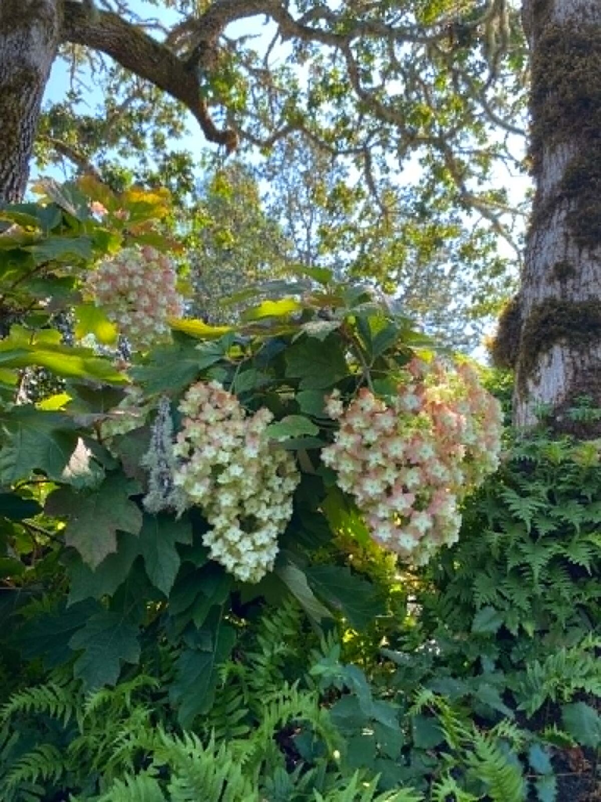Flowering hydrangea in a designed garden setting