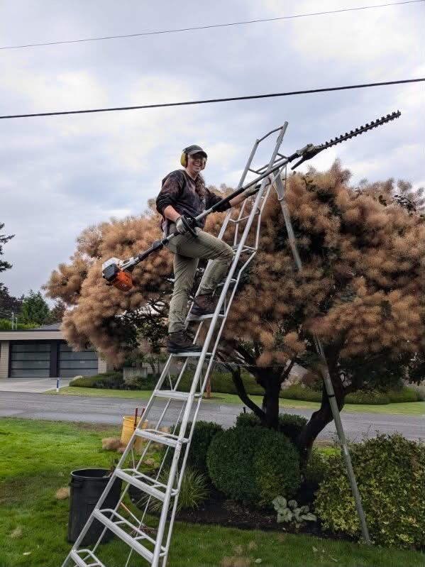 Sarah trimming a large shrub from a ladder with power shears