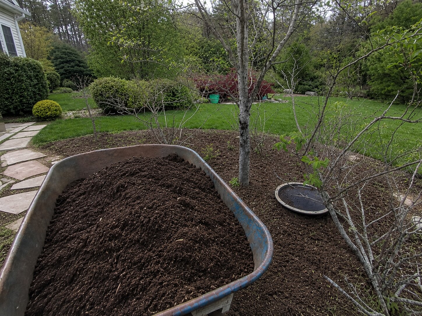 Wheelbarrow of fresh dark mulch ready to spread around new plantings